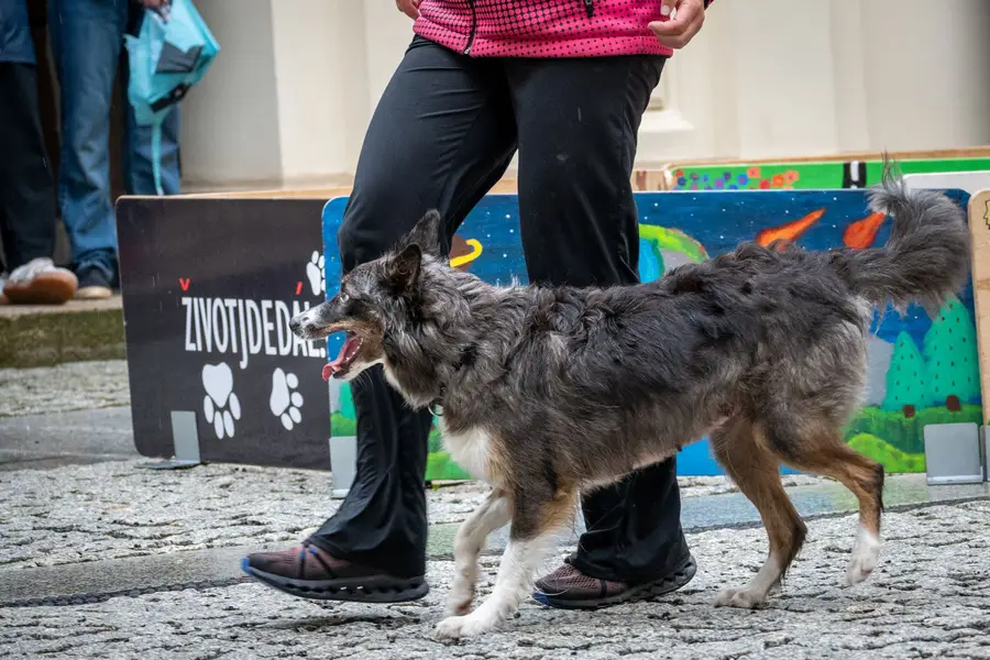 Focení eventů a akcí - Fotografie č. 12