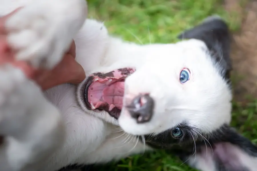 Focení zvířat - Fotografie č. 10
