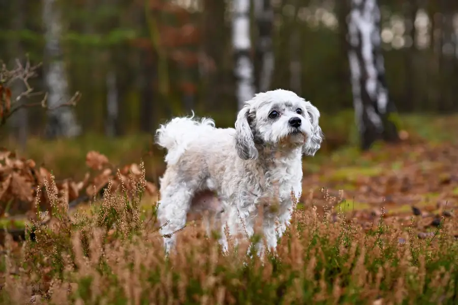 Fotograf zvířat a domácích mazlíčků Petr Přibyl - Fotografie č. 9
