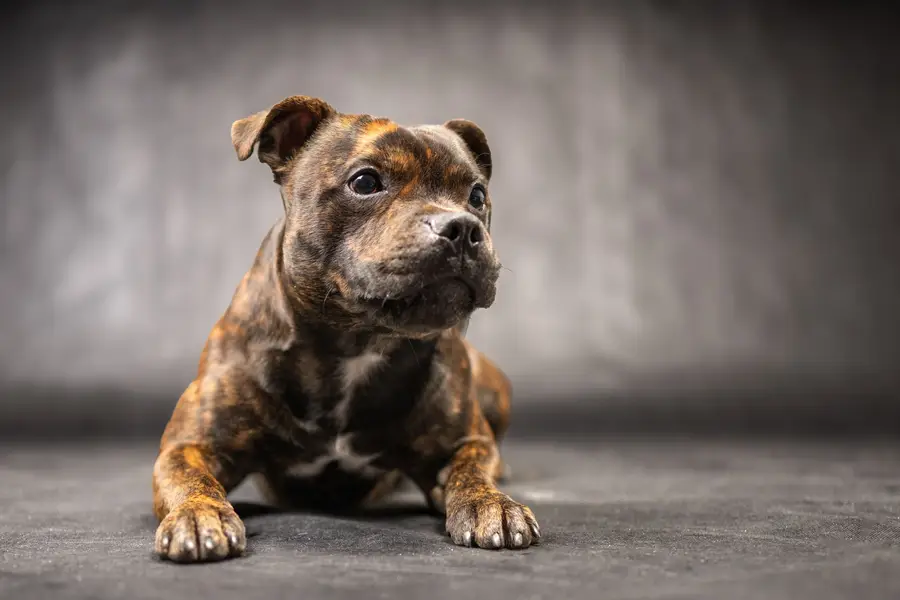 Focení vašich mazlíčků, Zvířata a domácí mazlíčci - Fotografie č. 3