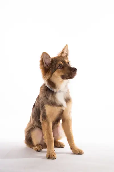 Focení zvířat - Fotografie č. 12