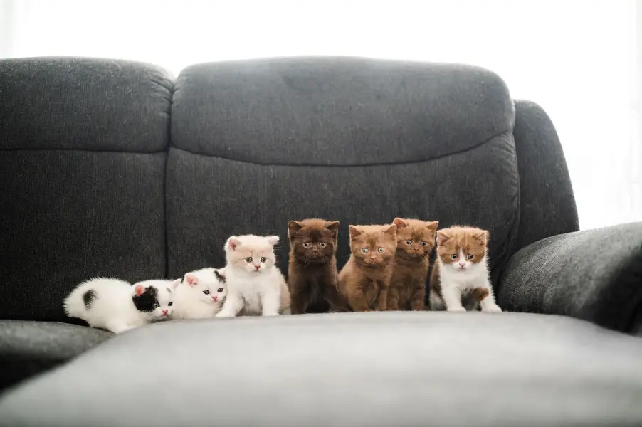 Focení zvířat - Fotografie č. 11