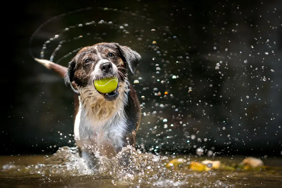 Focení zvířat - Fotografie č. 17