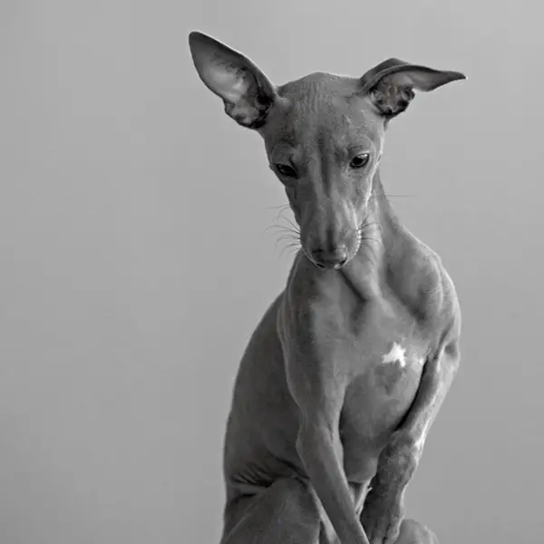 Focení zvířat - Fotografie č. 5