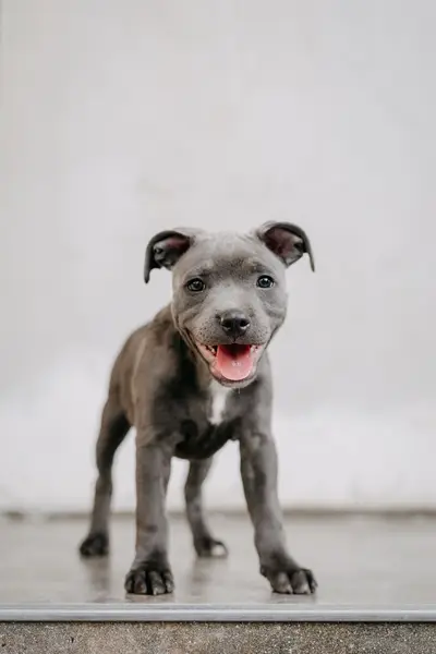 Focení zvířat - Fotografie č. 3