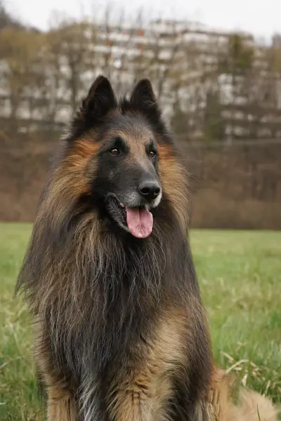 Focení zvířat - Fotografie č. 11