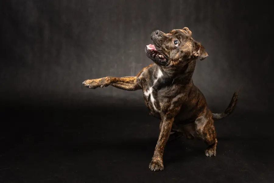 Focení vašich mazlíčků, Zvířata a domácí mazlíčci - Fotografie č. 9