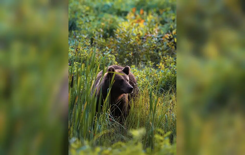 Focení zvířat - Fotografie č. 14