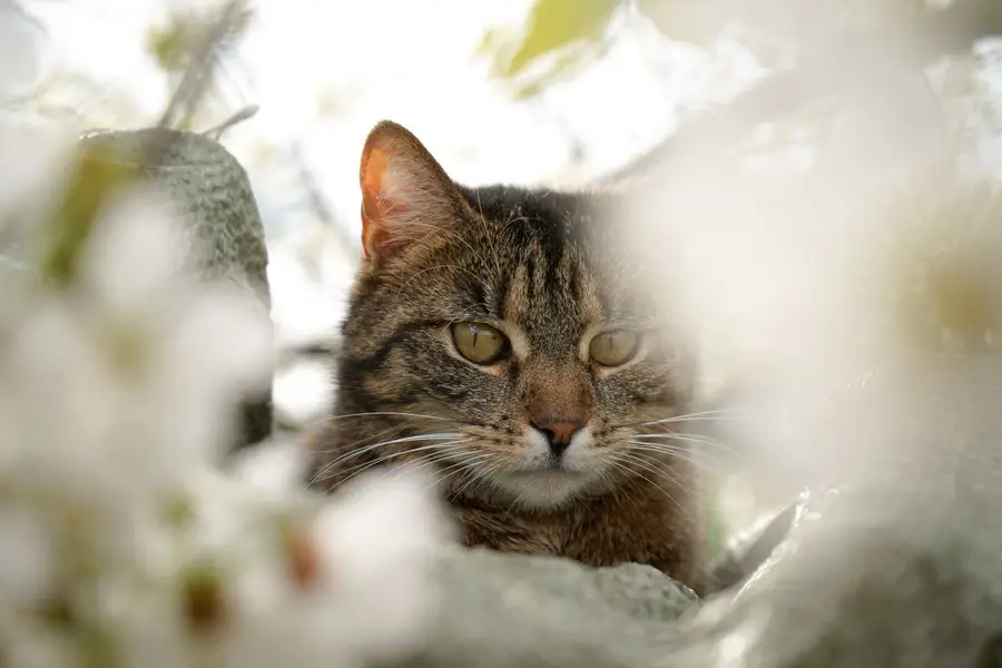 Focení zvířat - Fotografie č. 10