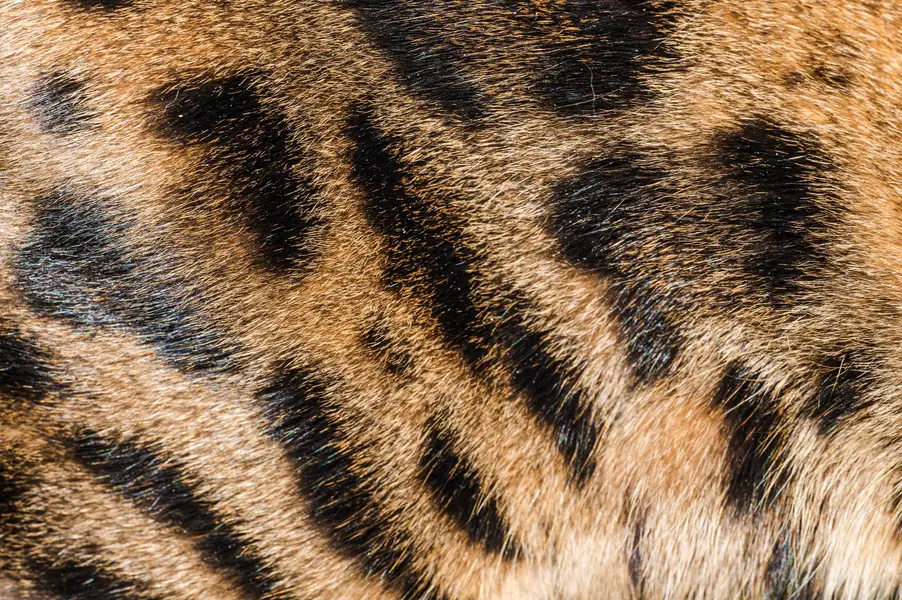 Fotograf zvířat a domácích mazlíčků Oliver Beneš - Fotografie č. 8