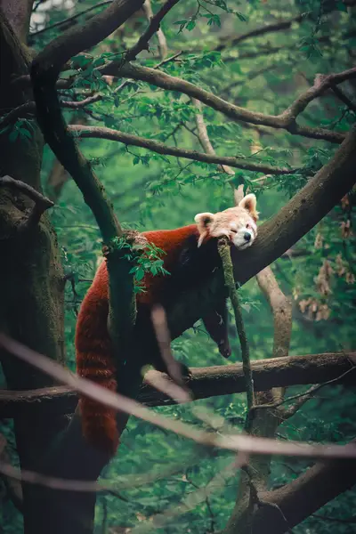 Fotograf zvířat a domácích mazlíčků Dominik Fišar - Fotografie č. 6