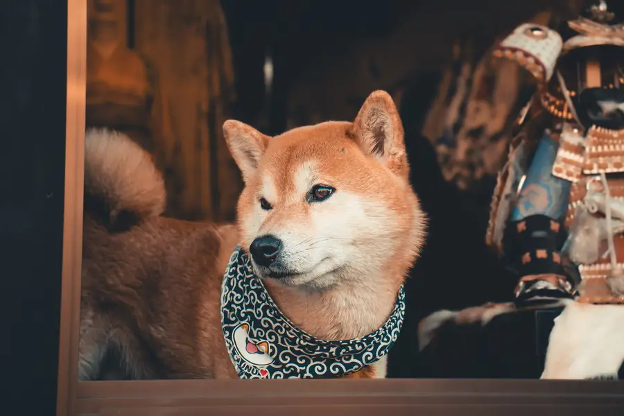 Focení zvířat - Fotografie č. 13