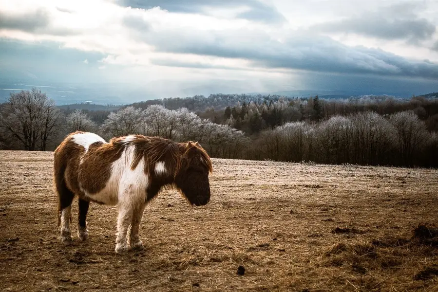 Zvířata a mazlíčci, Zvířata a domácí mazlíčci - Fotografie č. 2