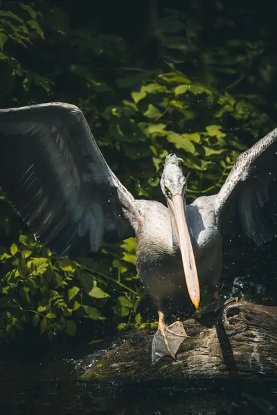 Focení zvířat - Fotografie č. 6
