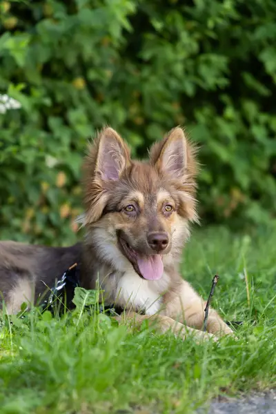 Focení zvířat - Fotografie č. 8