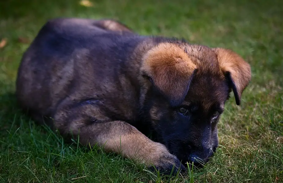 Focení zvířat - Fotografie č. 6