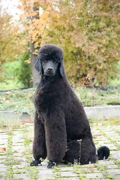 Fotograf zvířat a domácích mazlíčků Alexandra Kubová - Fotografie č. 9