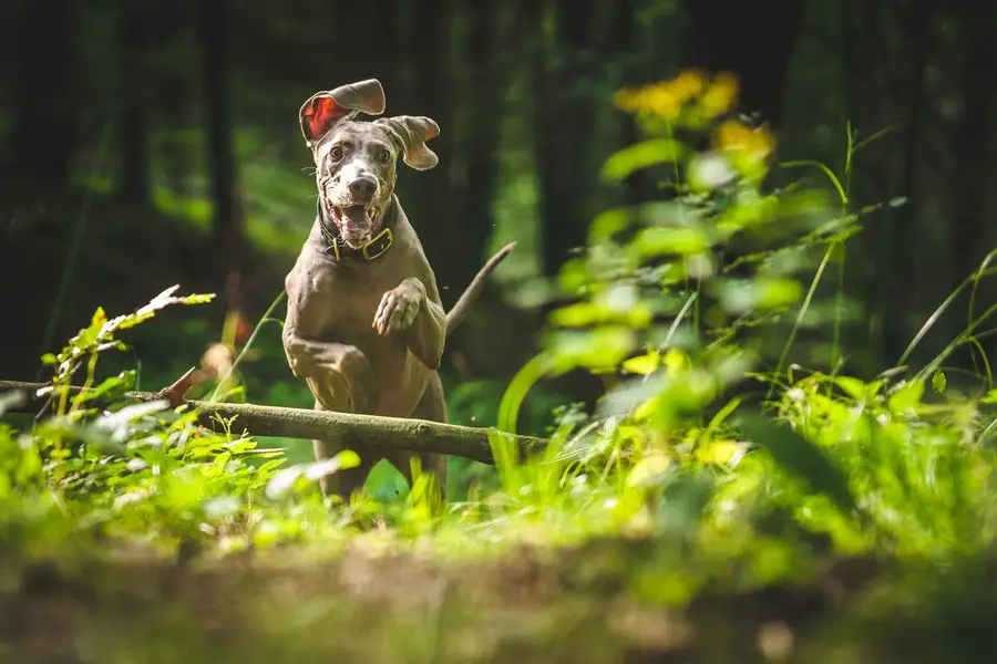 Focení zvířat - Fotografie č. 5