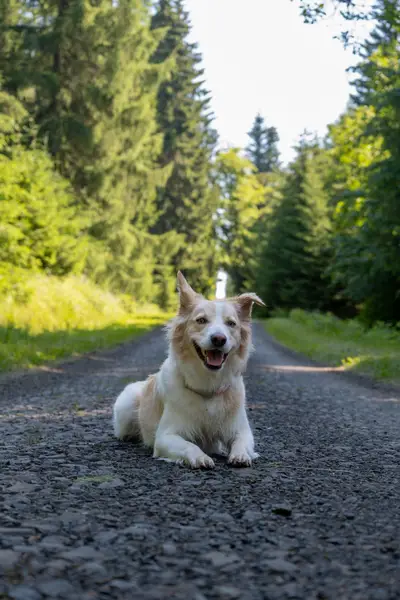 Focení zvířat - Fotografie č. 9