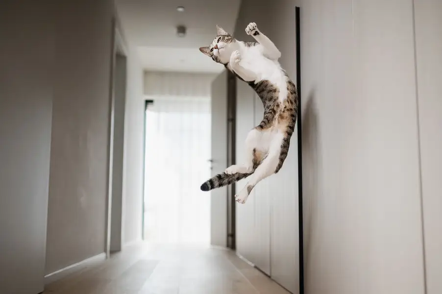 Focení koček, Focení zvířat - Fotografie č. 12