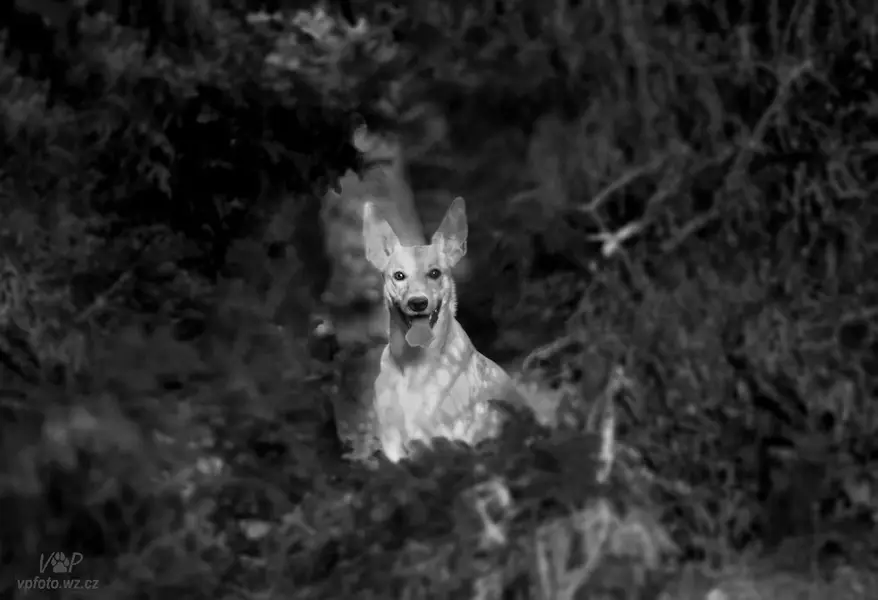 Focení zvířat Veronika Přikrylová - Fotografie č. 1