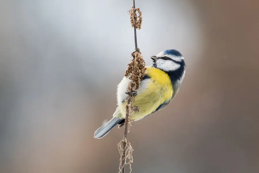 Focení zvířat - Fotografie č. 11
