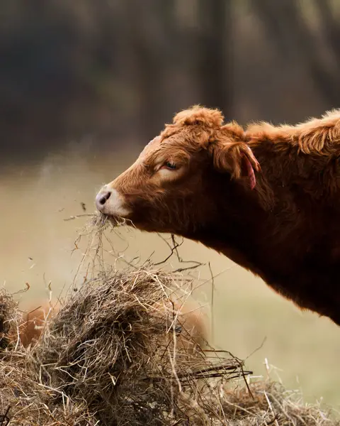 Fotograf zvířat a domácích mazlíčků David Havlíček - Fotografie č. 4