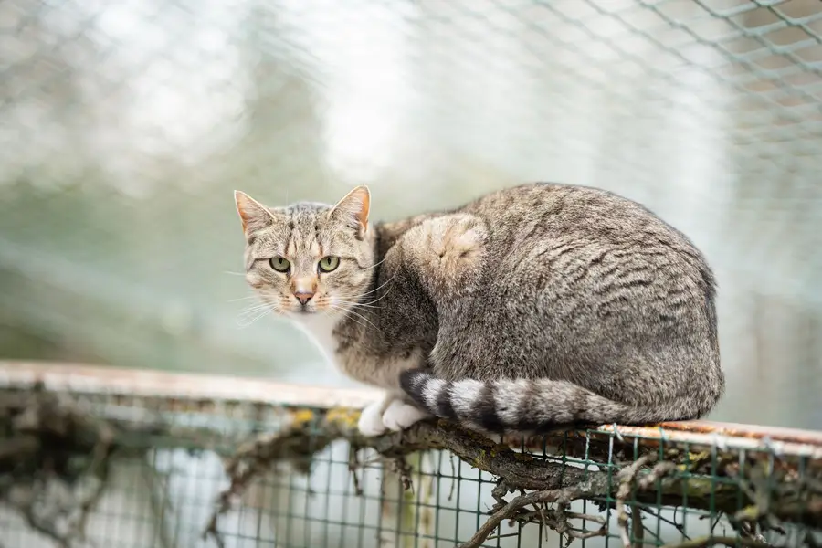 Focení zvířat Anna Hladíková - Fotografie č. 1