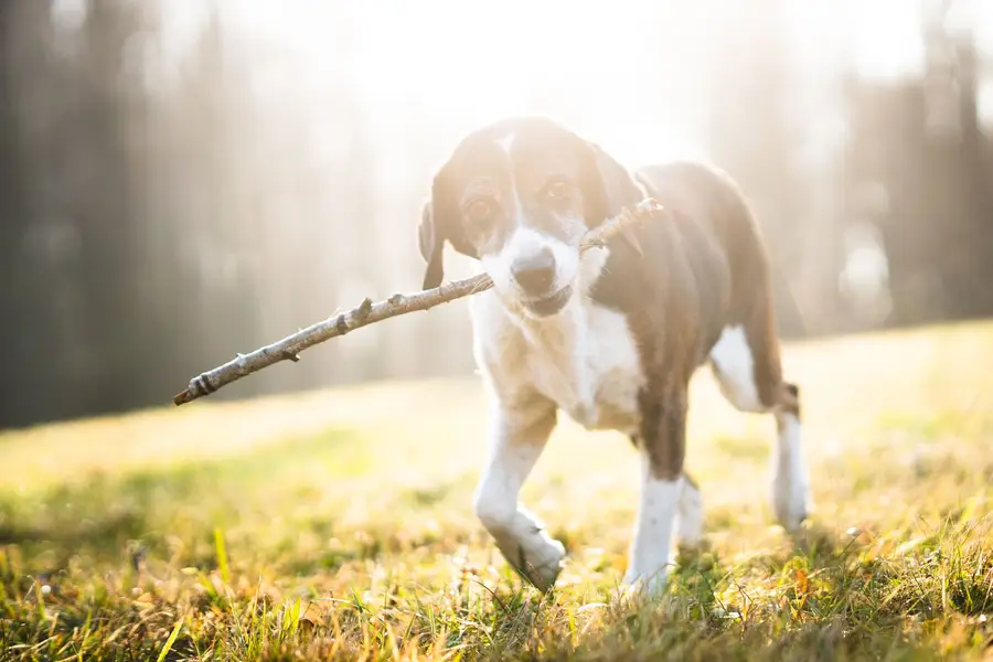 Focení zvířat - Fotografie č. 14