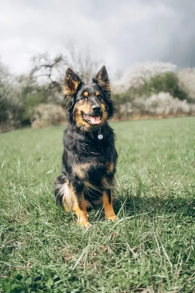 Zvířata a domácí mazlíčci - Fotografie č. 13