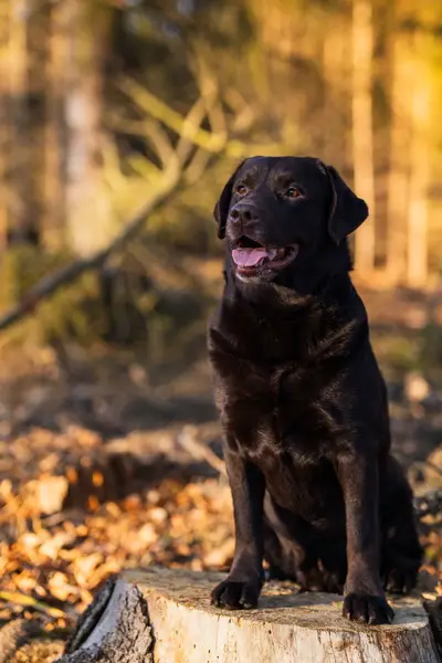 Zvířata a domácí mazlíčci - Fotografie č. 8