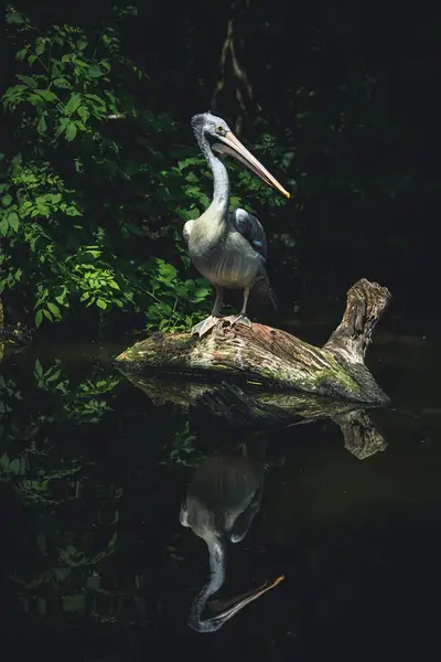 Focení zvířat - Fotografie č. 5