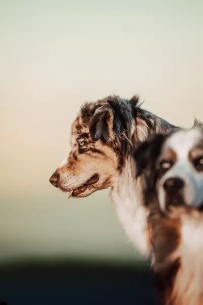 Focení zvířat - Fotografie č. 3