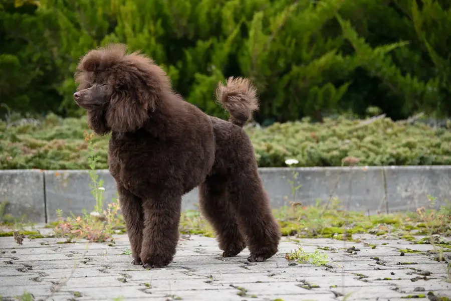 Fotograf zvířat a domácích mazlíčků Alexandra Kubová - Fotografie č. 8