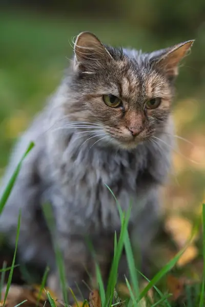 Zvířata a domácí mazlíčci - Fotografie č. 4