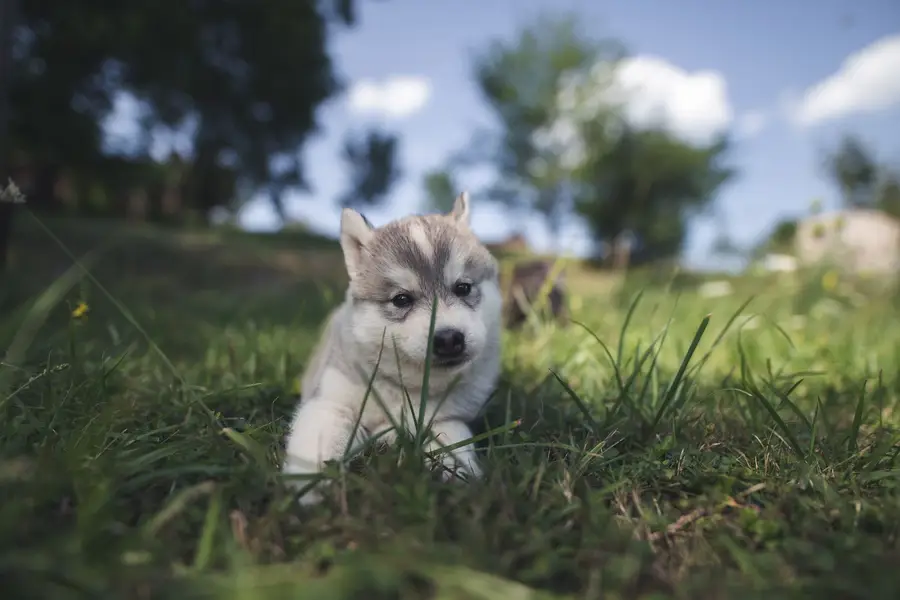 Focení psů/portrét se psem., Zvířata a domácí mazlíčci - Fotografie č. 9