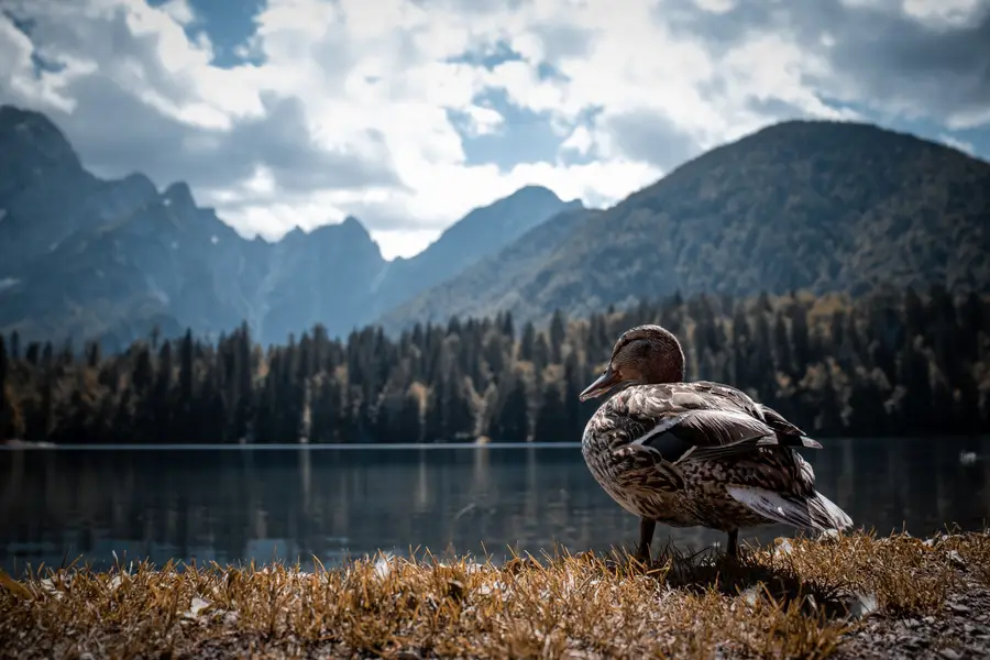 Focení zvířat - Fotografie č. 11