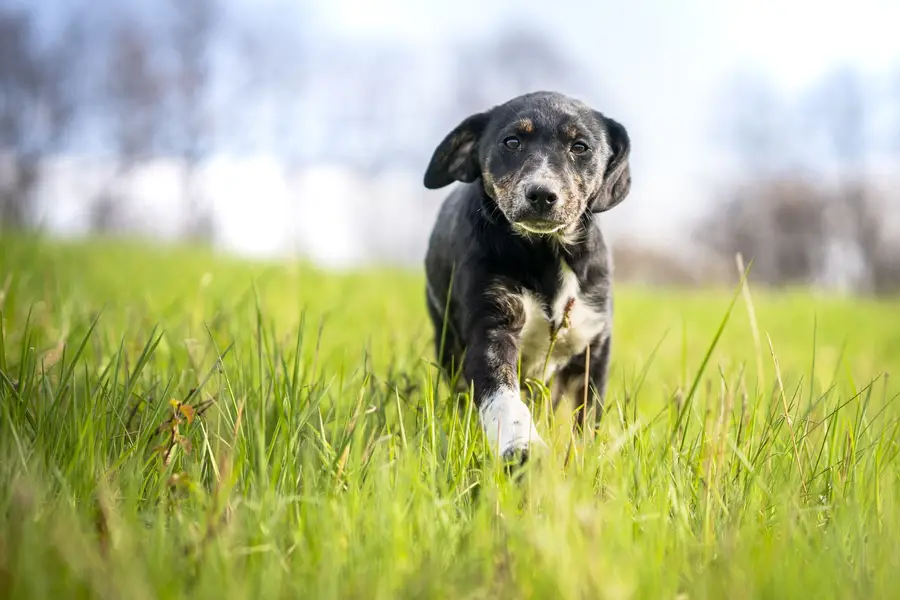Focení zvířat - Fotografie č. 1