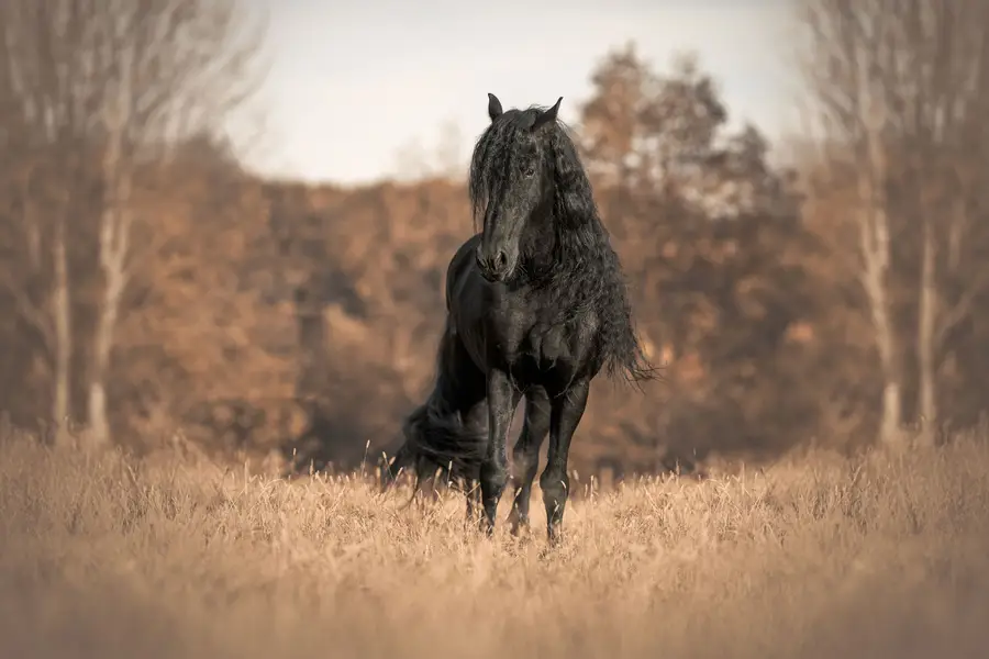 Fine art portréty koní, Zvířata a domácí mazlíčci - Fotografie č. 2