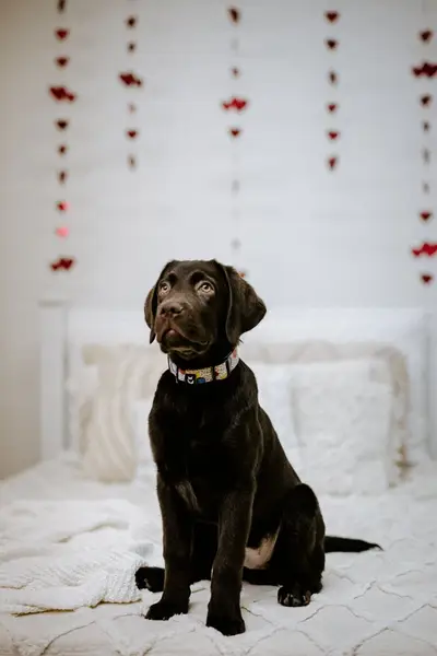 Focení zvířat - Fotografie č. 4