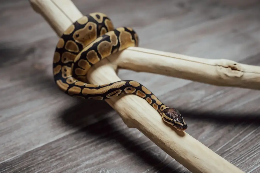 Zvířata a domácí mazlíčci - Fotografie č. 11