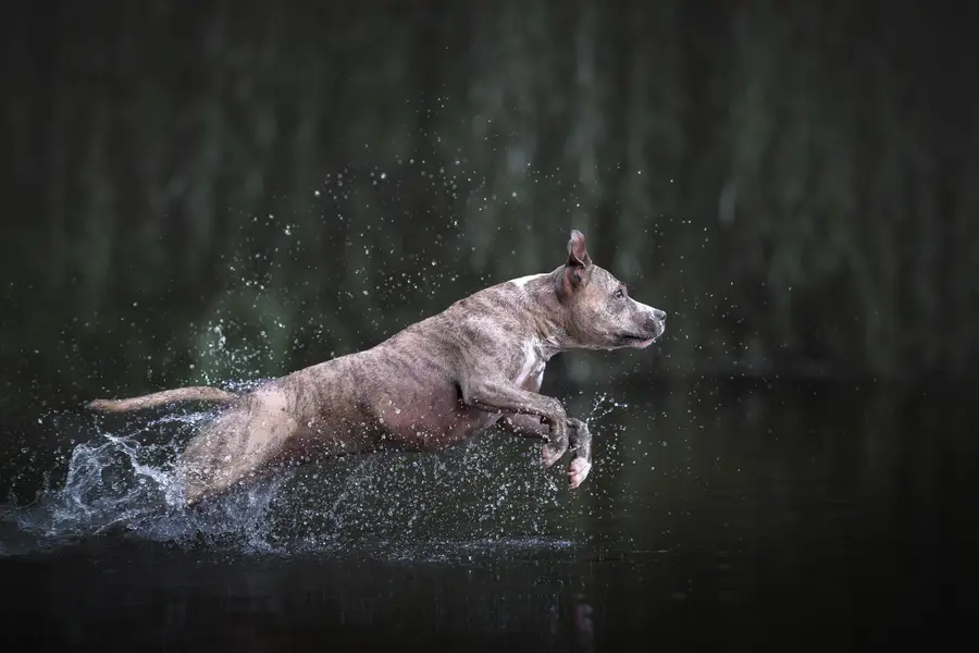 Fine art portréty psů, Zvířata a domácí mazlíčci - Fotografie č. 4