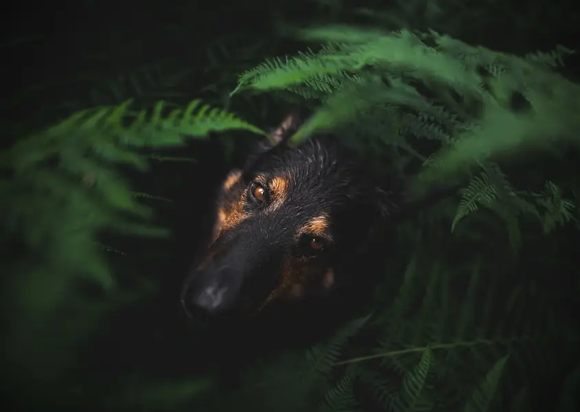 Focení psů/portrét se psem., Zvířata a domácí mazlíčci - Fotografie č. 12