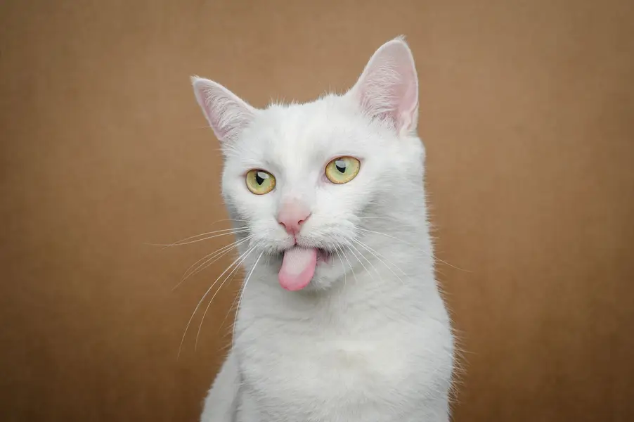 Fotograf zvířat a domácích mazlíčků Oliver Beneš - Fotografie č. 2