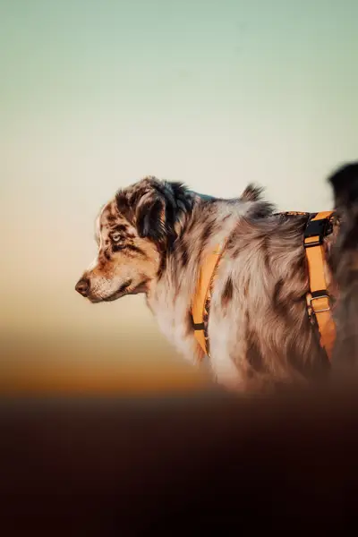 Focení zvířat - Fotografie č. 2