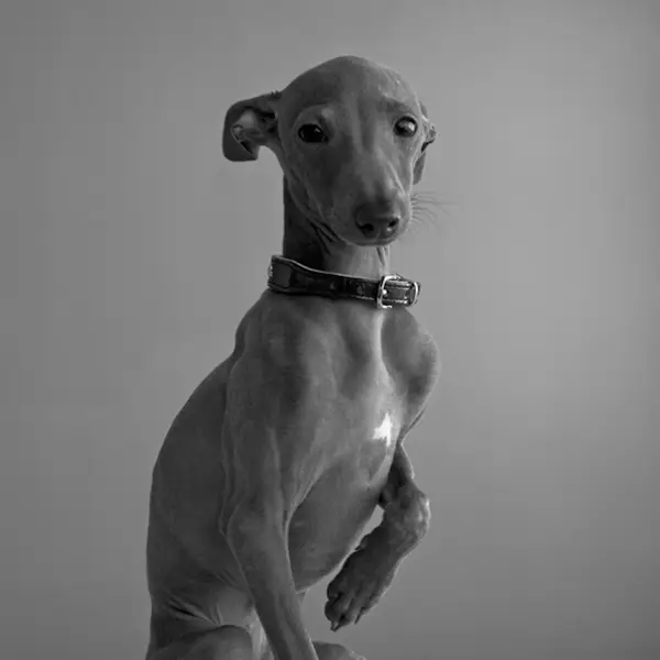 Focení zvířat - Fotografie č. 3