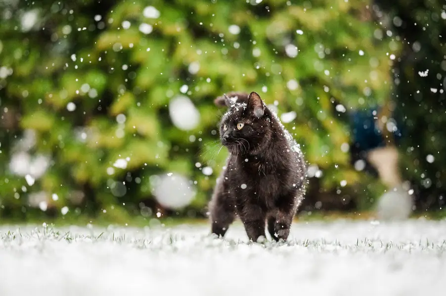 Focení zvířat - Fotografie č. 12