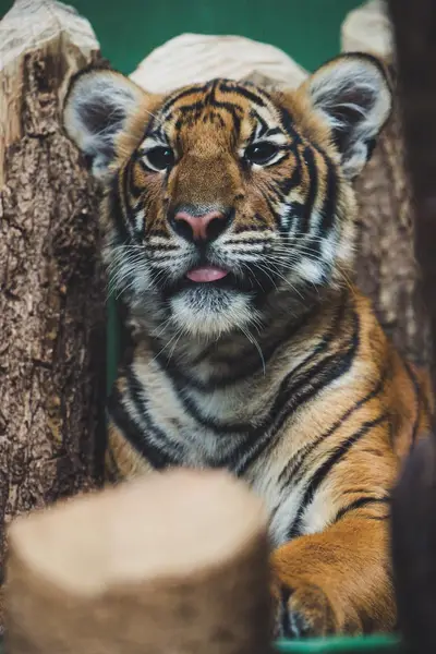 Focení zvířat - Fotografie č. 8