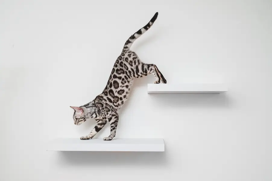 Fotograf zvířat a domácích mazlíčků Oliver Beneš - Fotografie č. 7