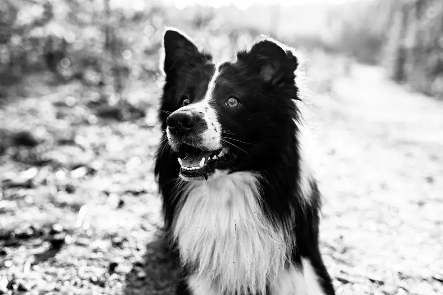 Focení zvířat - Fotografie č. 11